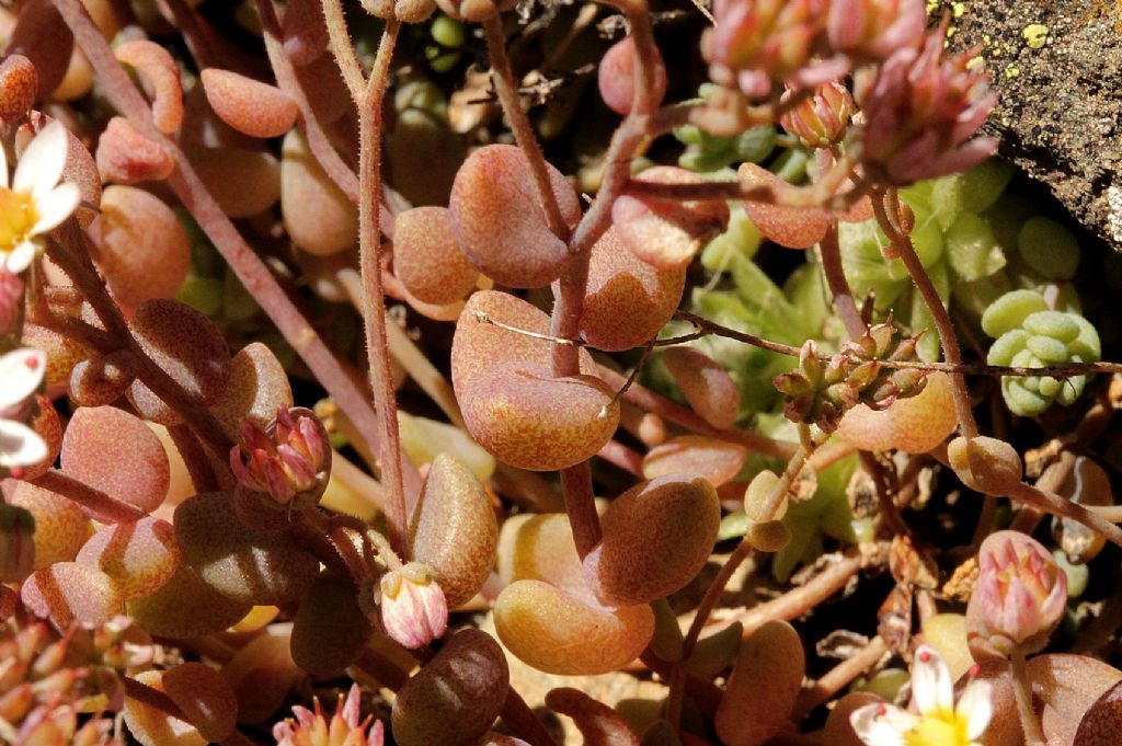 Sedum dasyphyllum